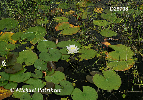 Fragrant Water-lily (Nymphaea odorata)